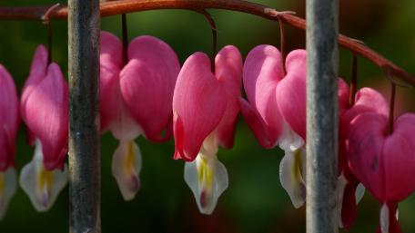 Bleeding Hearts in Vibrant Bloom wallpaper