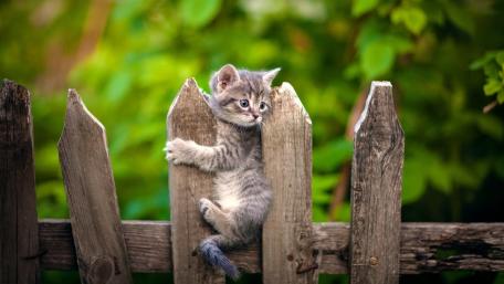 Adventurous Kitten on a Wooden Fence wallpaper