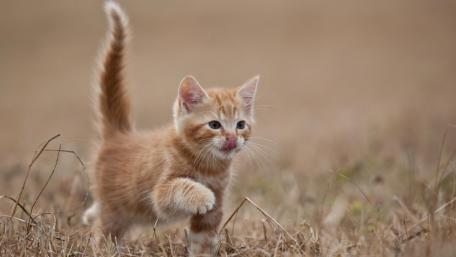 Ginger Kitten Exploring the Outdoors wallpaper