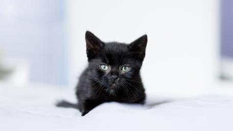 Black Kitten's Curious Gaze in 4K Clarity wallpaper