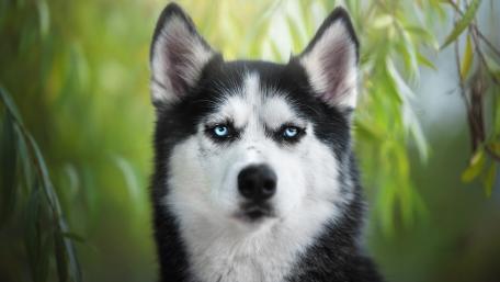 Siberian Husky in Lush Greenery Wallpaper wallpaper