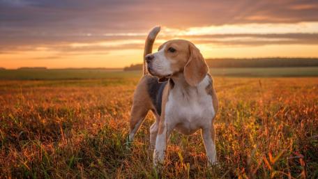 Beagle in a Golden Sunset Field wallpaper