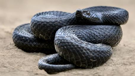 Black Viper Close-Up in Serene Habitat wallpaper