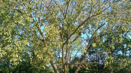 Tree Canopy under a Clear Sky wallpaper