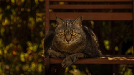 Tabby Cat Relaxing in Sunlit Garden wallpaper
