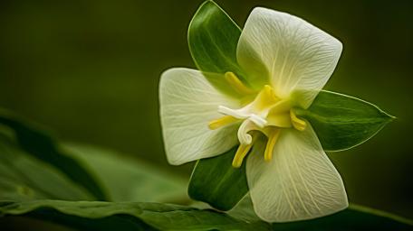 Elegant Trillium Blossom in Focus wallpaper