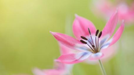 Tulip in Soft Focus Bliss wallpaper