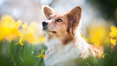Enchanting Corgi Amidst Sunny Blossoms wallpaper