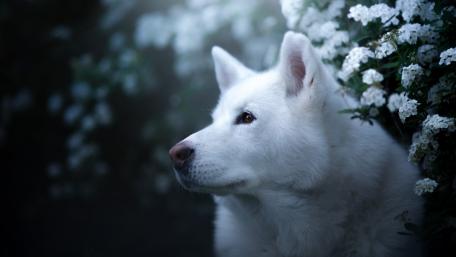 Majestic White Dog Among Blossoms wallpaper