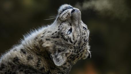 Snow Leopard's Graceful Gaze wallpaper