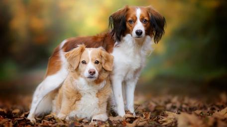 Kooikerhondje Companions in Autumn Splendor wallpaper
