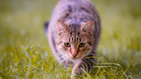 Stealthy Tabby in Natural Habitat wallpaper