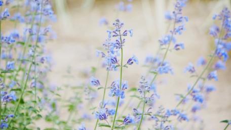 Blue Delphinium Serenity in Bloom wallpaper