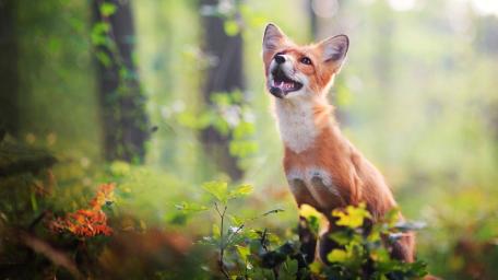 Red Fox in Enchanting Forest Setting wallpaper