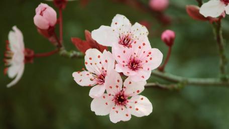 Cherry Blossoms in Full Spring Bloom wallpaper