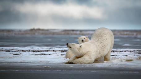 Polar Bears in Arctic Wilderness wallpaper
