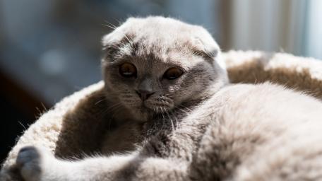Scottish Fold Cat Lounging in Sunlit Basket wallpaper