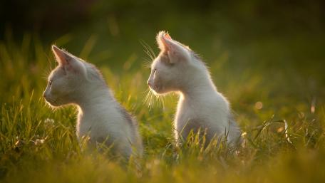 Kittens in the Golden Glow of Sunrise wallpaper