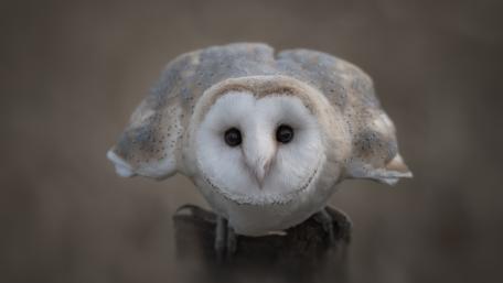 Silent Gaze of the Majestic Barn Owl wallpaper