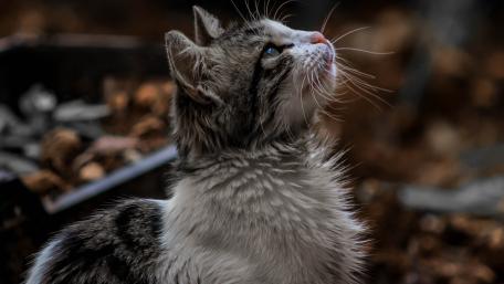 Gentle Whiskers Gray Tabby Tranquility wallpaper