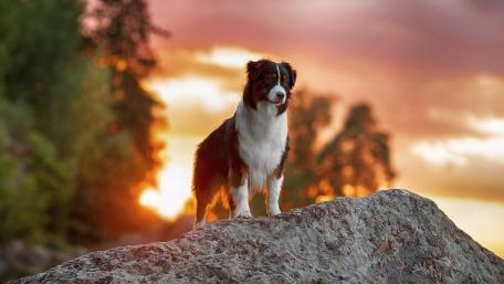 Border Collie at Sunset Panorama wallpaper