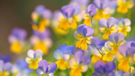 Blooming Harmony Pansy Field wallpaper