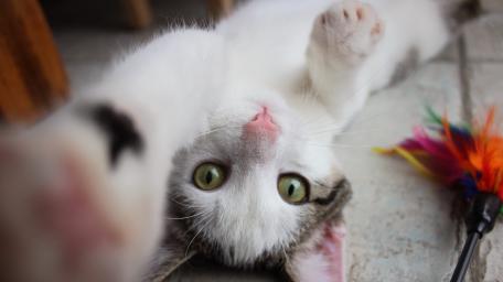 Playful Cat Capturing Attention with Curiosity and Joy wallpaper