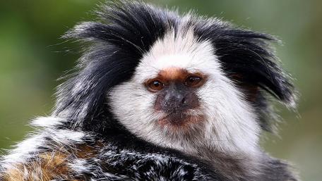 White-Headed Marmoset in Natural Habitat wallpaper