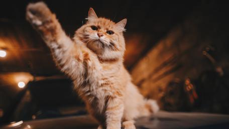Ginger Cat with a Playful Gesture Reaching Out wallpaper