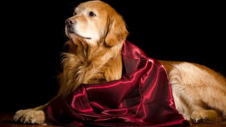 Golden Elegance a Regal Golden Retriever Portrait wallpaper