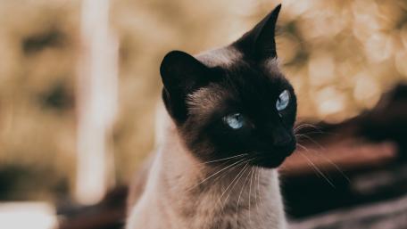 Siamese Cat in Serene Nature Setting wallpaper