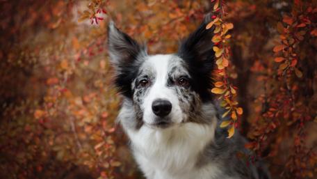 Border Collie in Autumn Bliss wallpaper