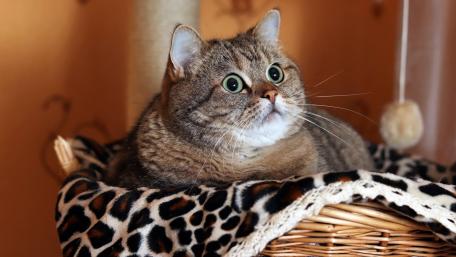 Cozy Cat in Leopard Print Basket wallpaper