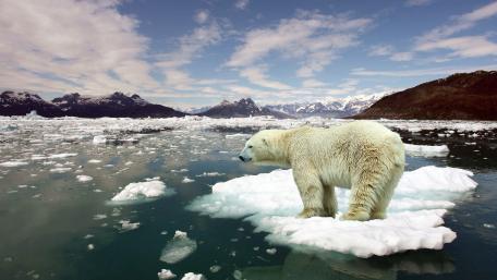 Polar Bear on Shifting Arctic Ice wallpaper