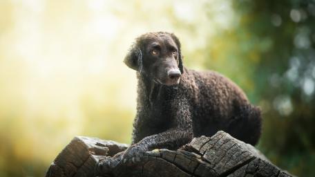 Curly-Coated Retriever in Serene Nature Setting wallpaper