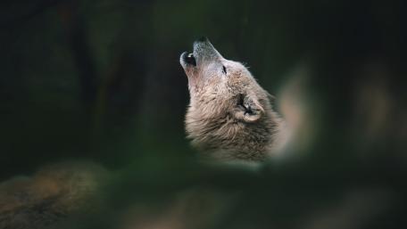 Howling Wolf Amidst the Wilderness wallpaper