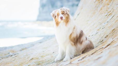 Majestic Australian Shepherd by the Shoreline wallpaper
