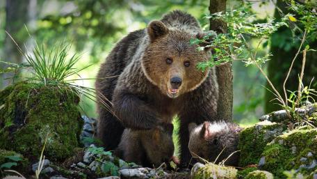 Mother Bear and Cub in Forest Serenity wallpaper