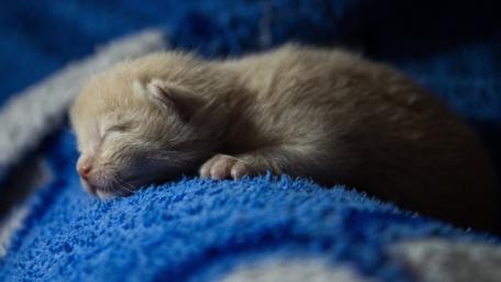 Dreamy Kitten Naptime Bliss wallpaper