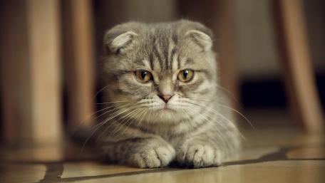 Gentle Gaze of a Grey Scottish Fold wallpaper