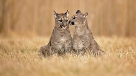 Majestic Pumas in Serene Grassland wallpaper