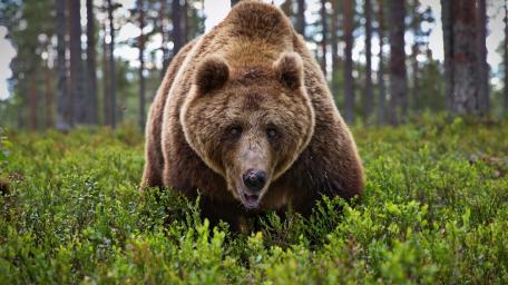 Grizzly Bear Roaming the Forest wallpaper