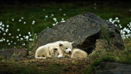 White Wolf Cubs Resting Peacefully in Nature wallpaper
