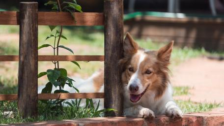 Border Collie Relaxing by the Fence wallpaper