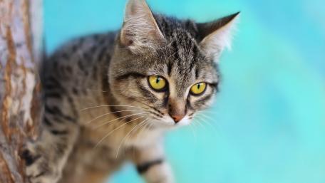 Tabby Cat on a Vibrant Blue Background wallpaper