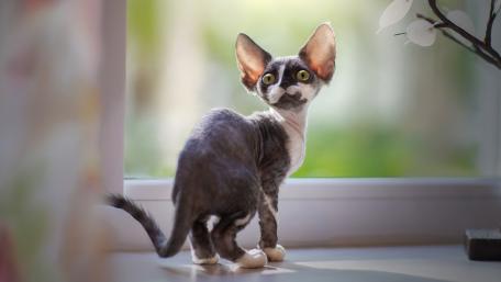 Graceful and Curious Cornish Rex Cat by the Window wallpaper