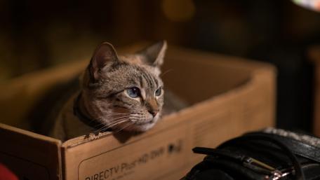 Cozy Tabby Cat Resting in a Cardboard Box wallpaper