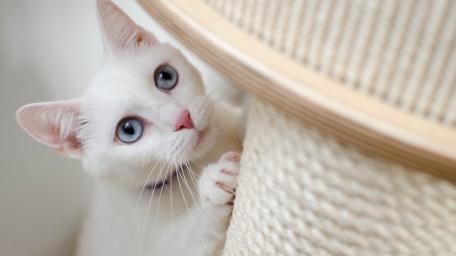 White Cat Curiosity in a Cozy Setting wallpaper