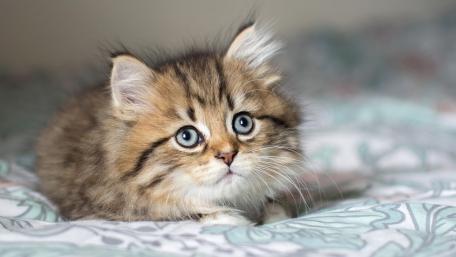 Fluffy Kitten with Sparkling Eyes on Bedspread wallpaper