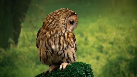 Majestic Owl in Serene Greenery wallpaper